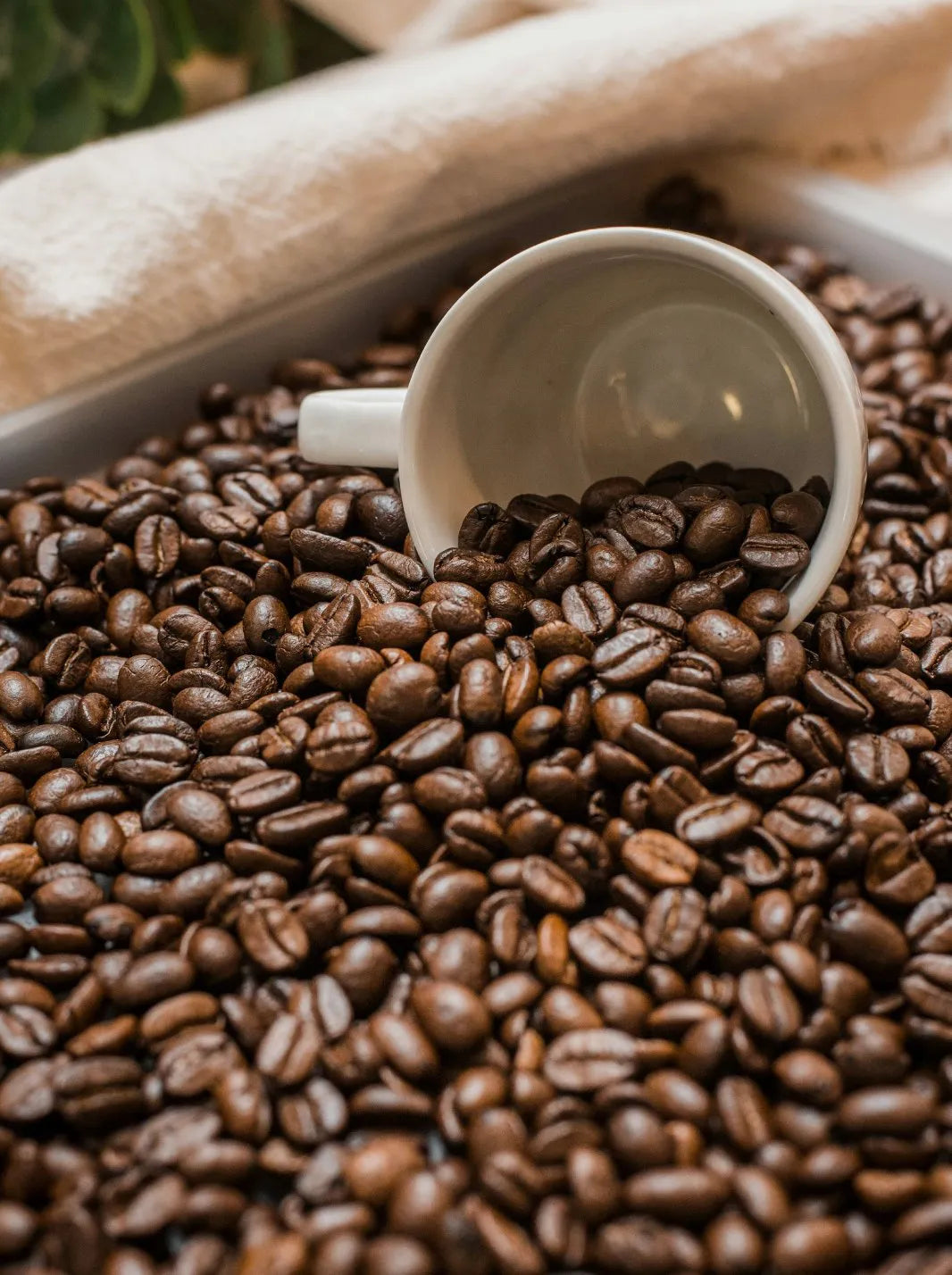 CEDRO CAFÉ 250 gr | CAFÉ ESPECIAL 100% COLOMBIANO - CEDRO